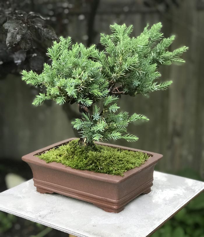 Juniperus chinesis parsoni