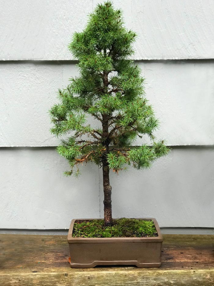 Picea glauca "conica" (dwarf Alberta spruce)
